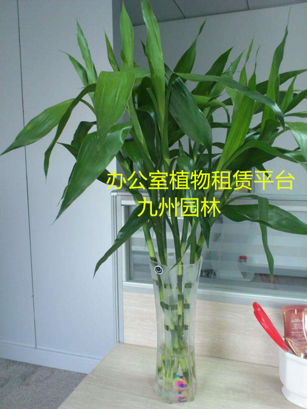 水养富贵竹养殖方法-办公室植物租赁