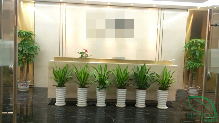 前台植物