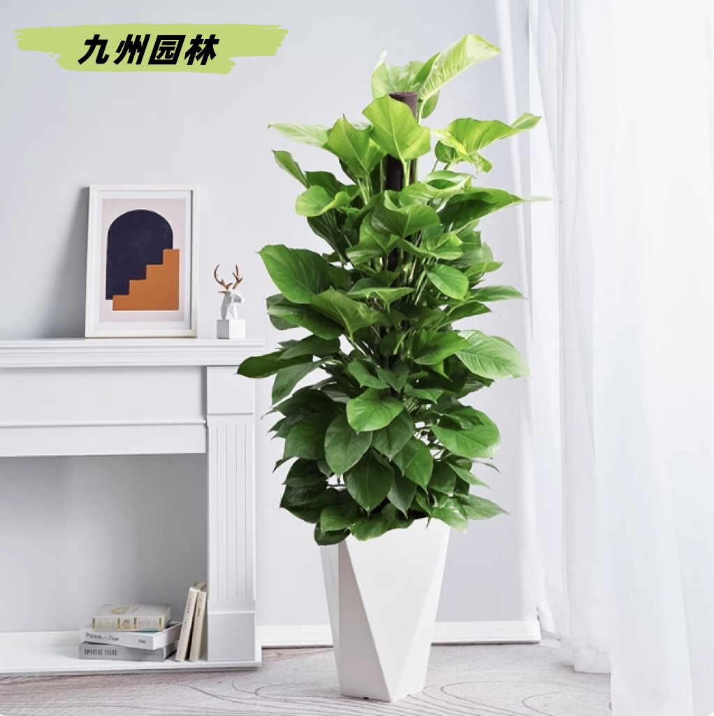 绿萝