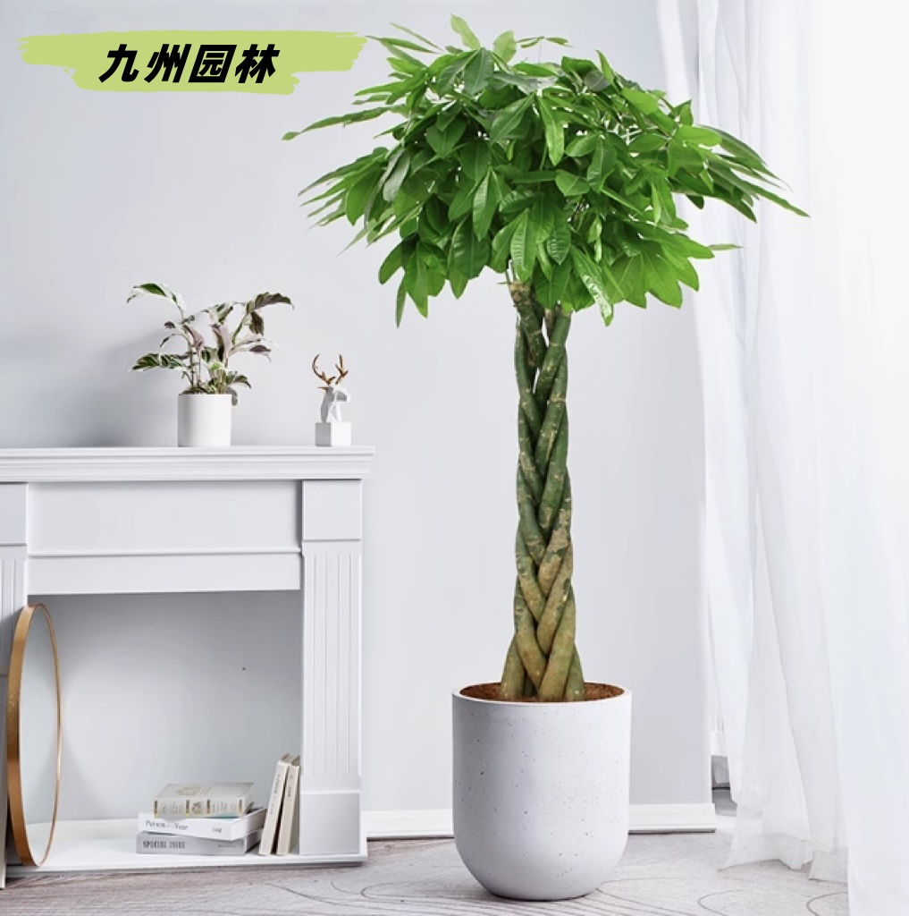 辫子发财树12