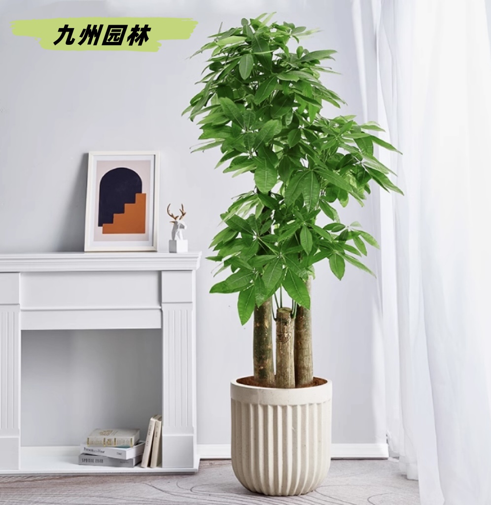 步步高三杆发财树