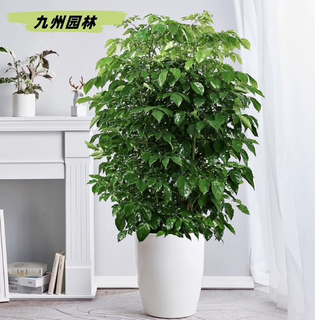 绿宝