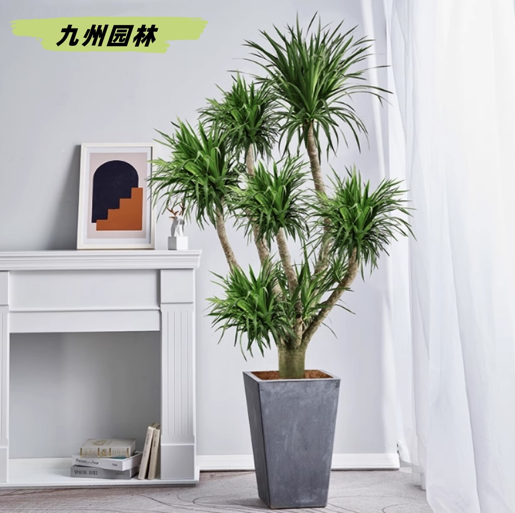 龙血树