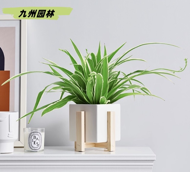 金边吊兰