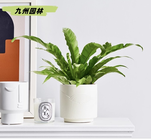 鸟巢蕨1