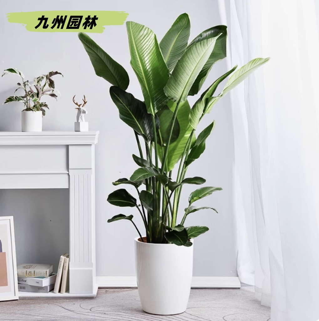 天堂鸟1