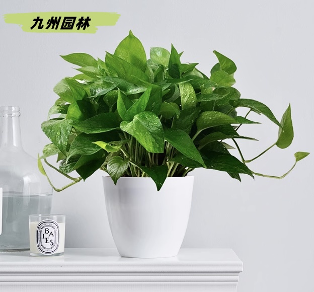 小绿萝2
