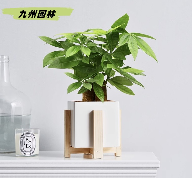 桌面发财树