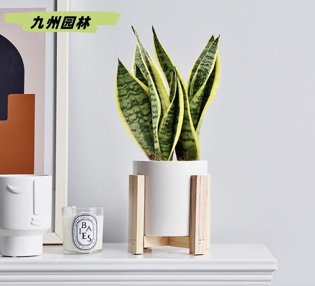 虎皮兰