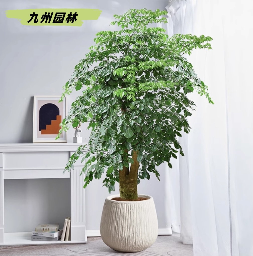 幸福树