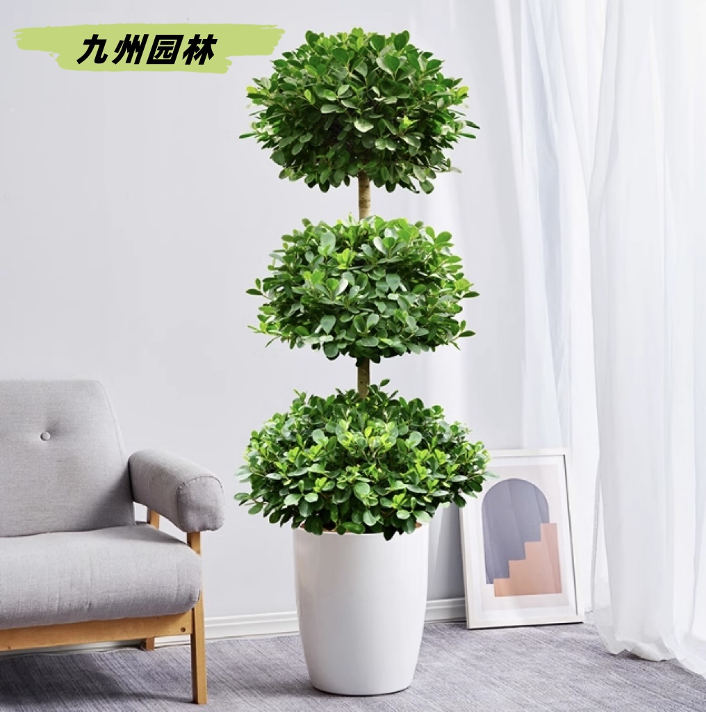 摇钱树