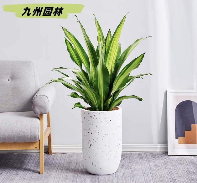 金心铁