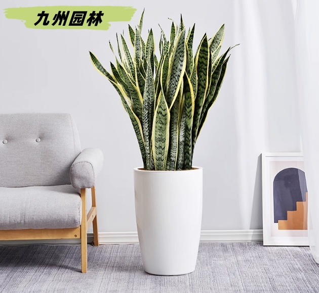虎皮兰