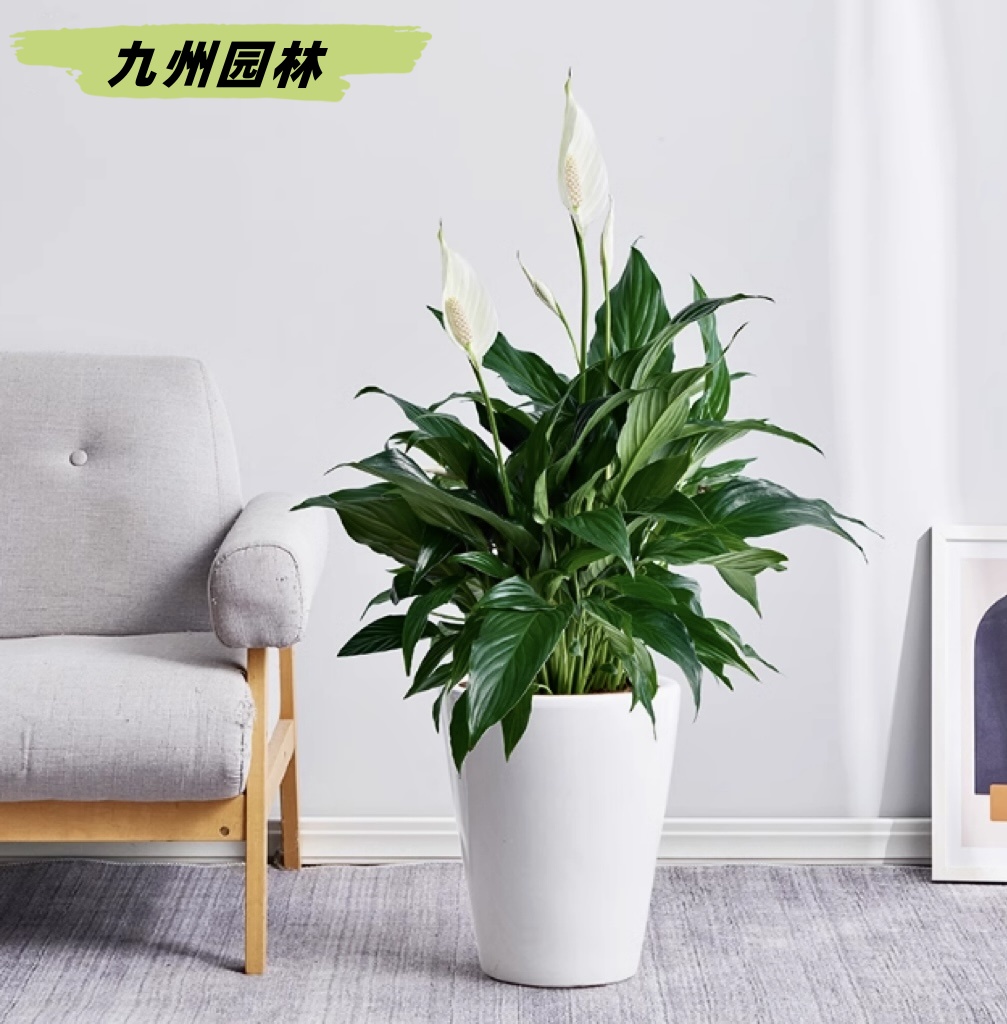 一帆风顺2