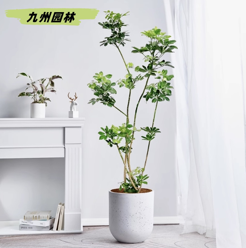 鸭脚木
