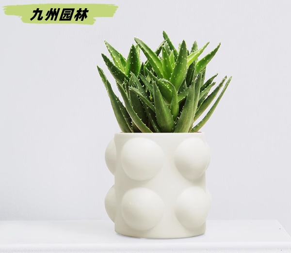 芦荟