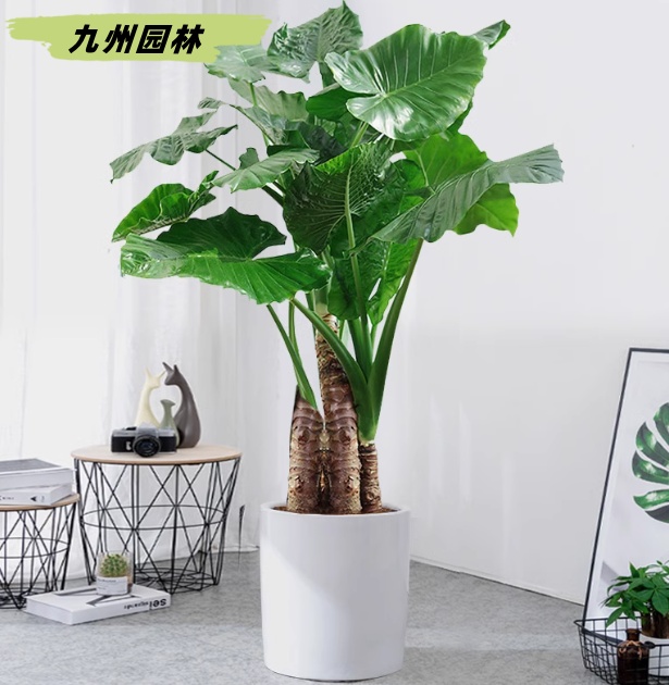 滴水观音