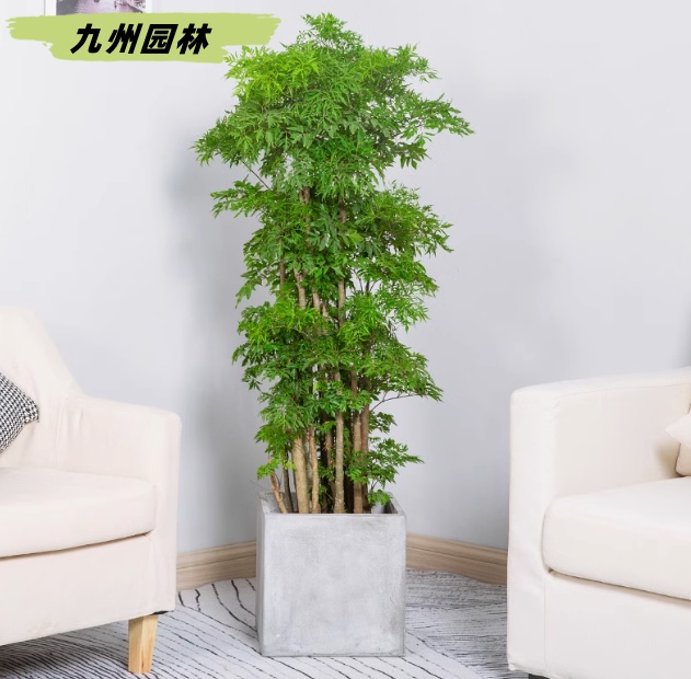 福绿桐