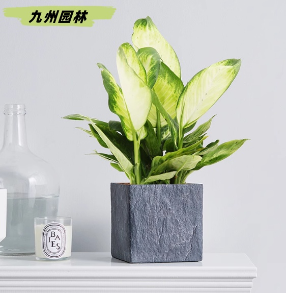 玛丽安1