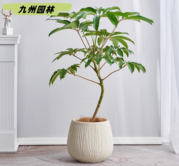 大叶伞