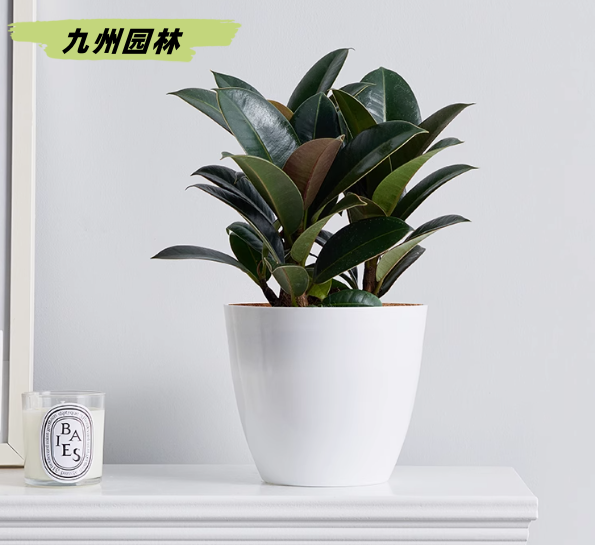 黑金刚1