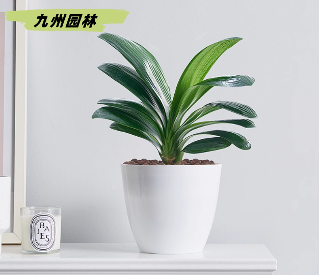 君子兰4