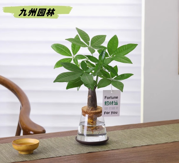 发财树1