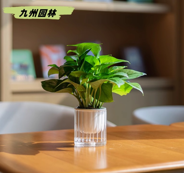 小绿萝