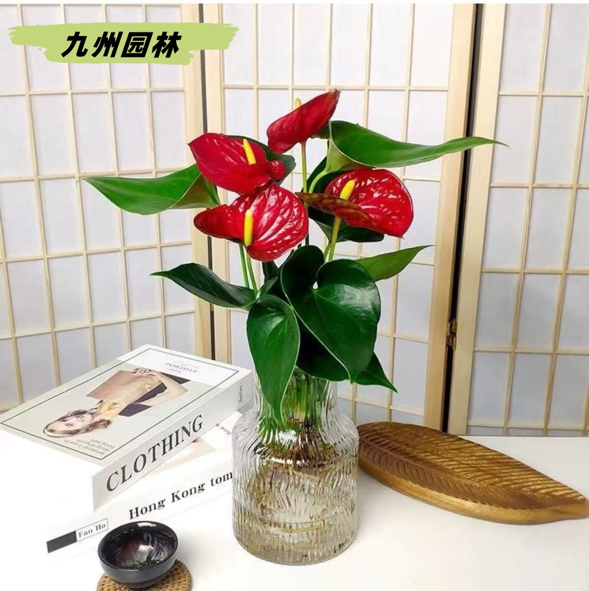 红掌