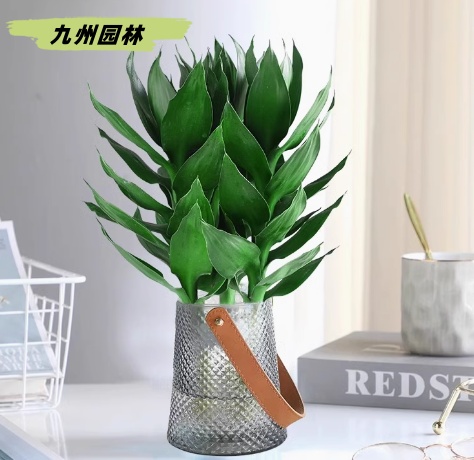 观音竹