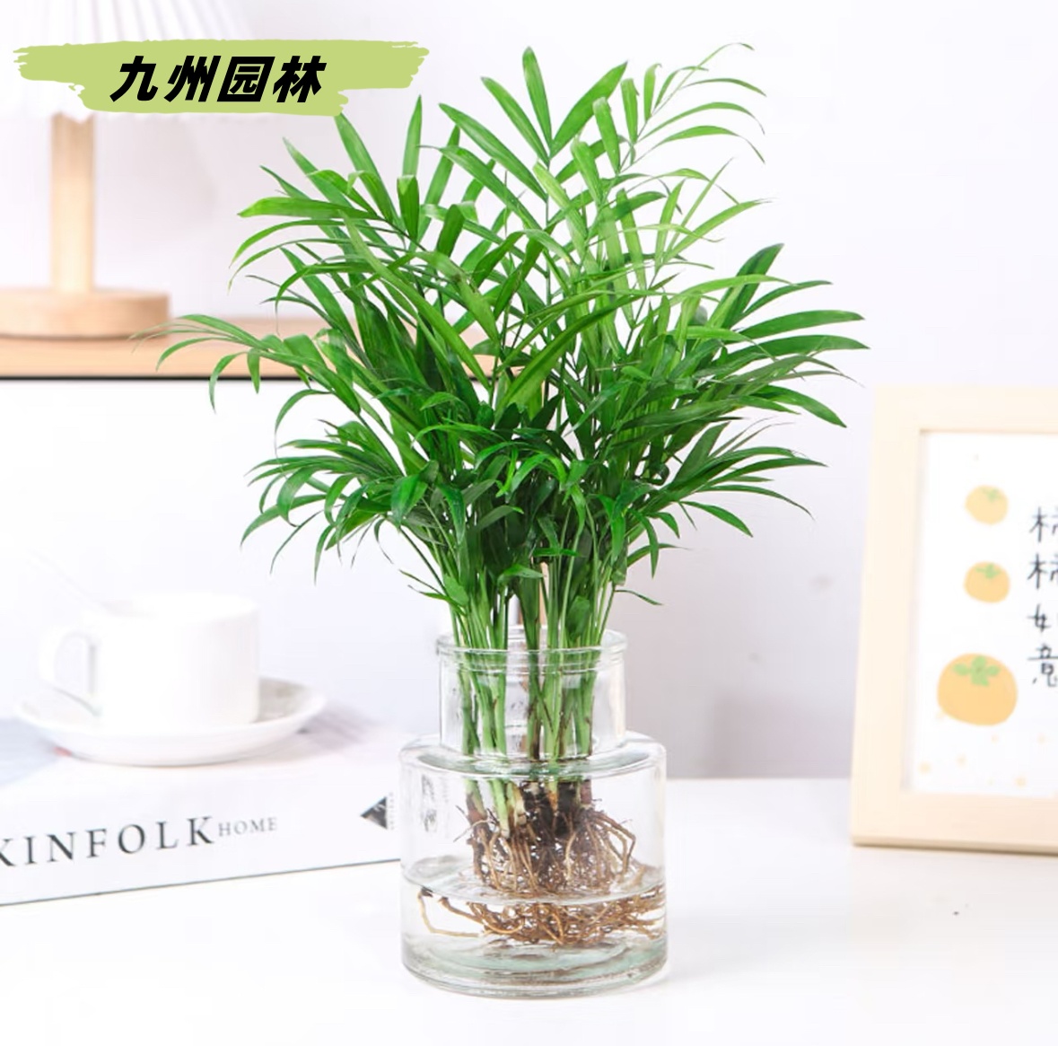 水养小椰树