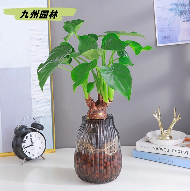 滴水观音1