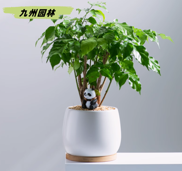 小幸福树