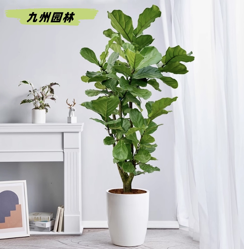 琴叶榕