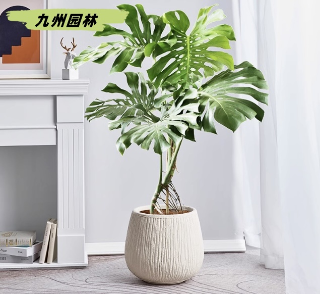 龟背竹