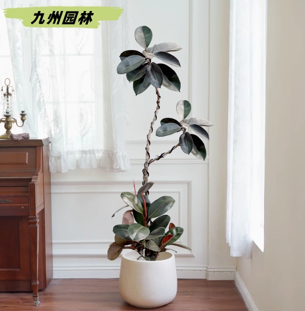 黑金刚
