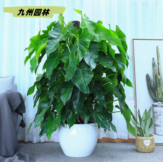 绿宝石