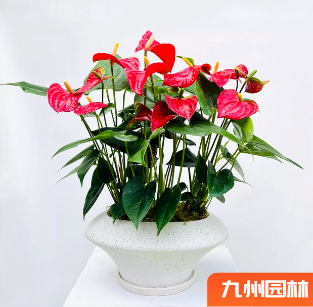 多拼红掌组合