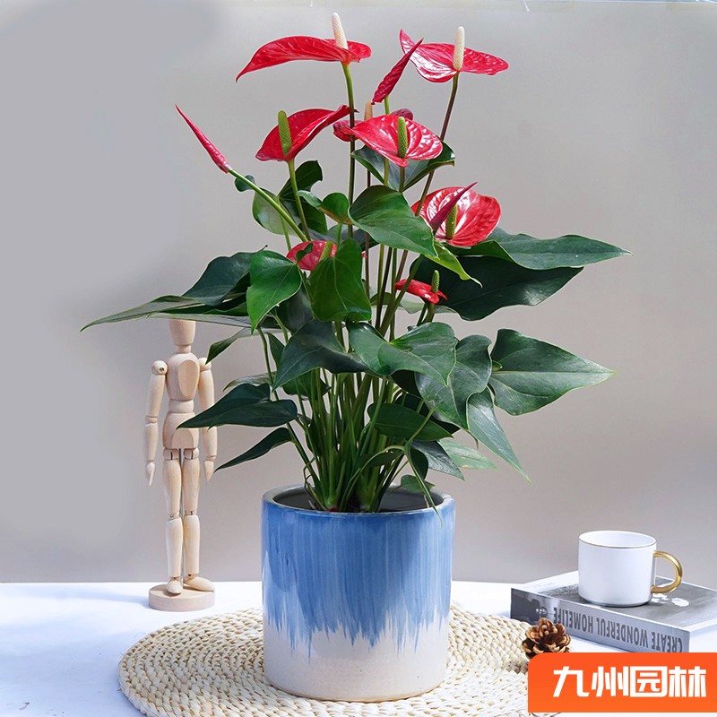 红掌
