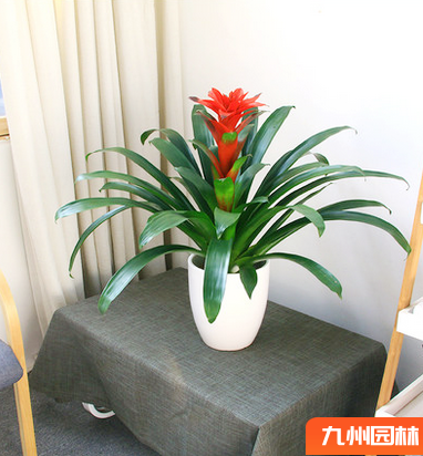 鸿运当头