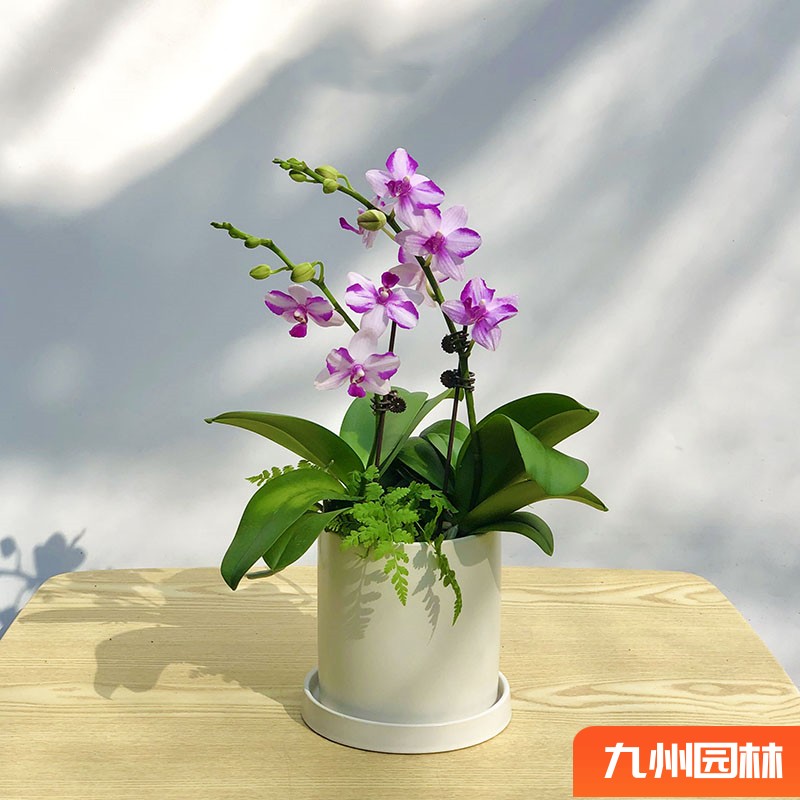 小蝴蝶兰