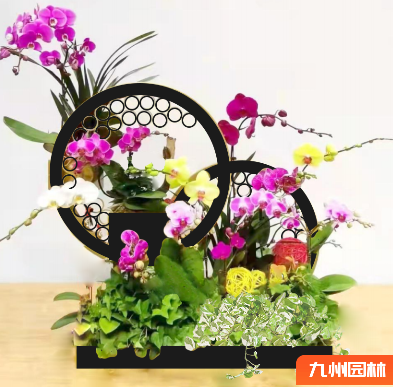 造型蝴蝶兰组合