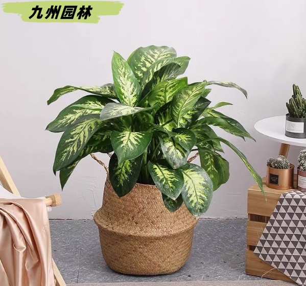 斑马