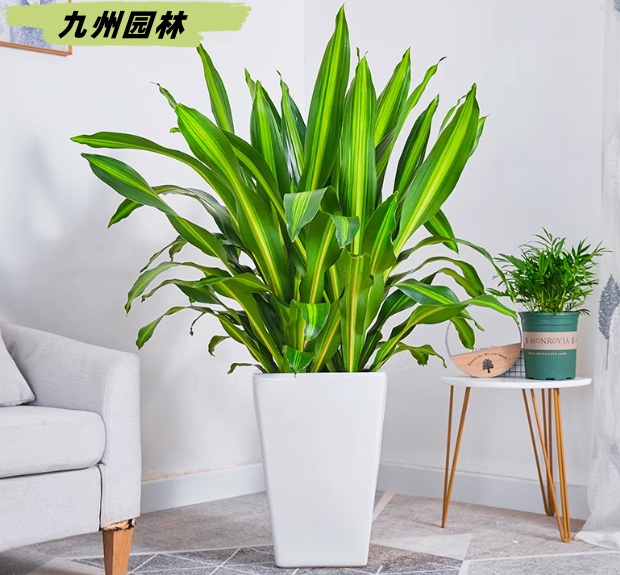 金心铁组合