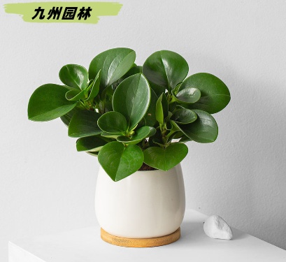 碧玉