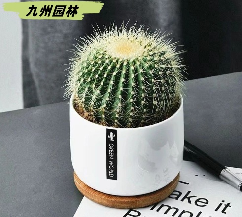 仙人球