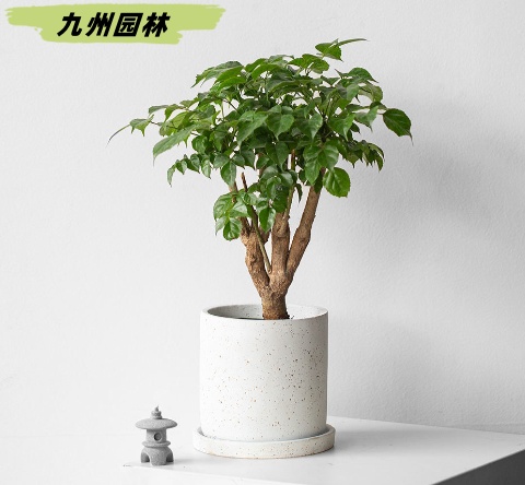 幸福树