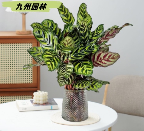 水培孔雀竹芋