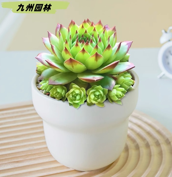 观音莲1