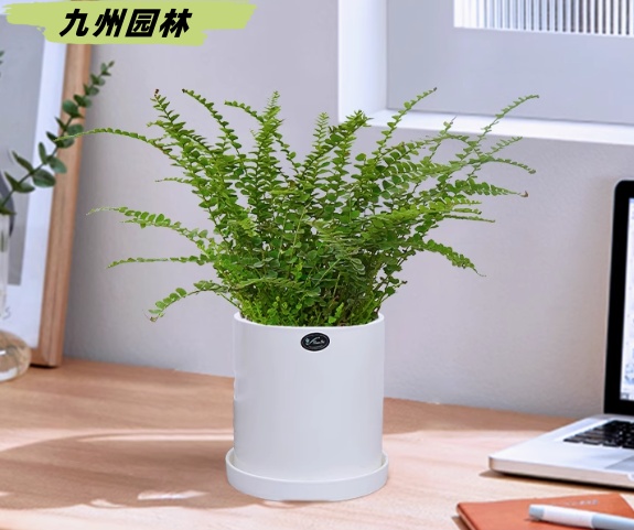 纽扣蕨